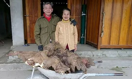 Vợ chồng cụ Tam bên củ khoai vạc nặng 37kg đào được. Ảnh: Đ.H