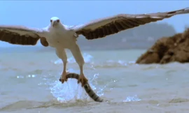 Cuộc chiến tàn khốc giữa chim đại bàng và rắn độc.