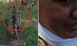 Bị hổ rượt đuổi ráo riết, du khách hoảng sợ chạy thục mạng