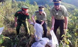 Lực lượng chức năng thả các cá thể rắn về môi trường tự nhiên. Ảnh: KL