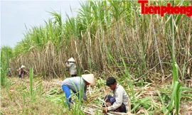 Công nhân đang bó mía.