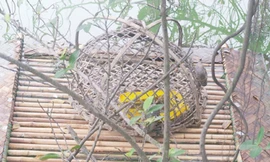 Bẫy rùa tai đỏ trên Hồ Gươm mấy hôm nay vắng khách vì bị cho là trời lạnh