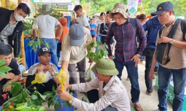 Tận thấy phiên chợ tiền tỷ của các 'đại gia chân đất'