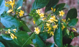 Quảng Nam: Học sinh lớp 10 ăn lá ngón tự tử