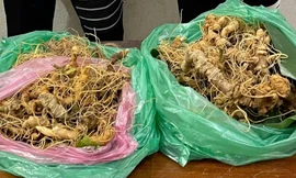 Bắt giữ ba đối tượng trộm hàng trăm gốc sâm Ngọc Linh