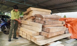 Bí thư huyện nói gì việc phát hiện gỗ lậu trên đất của Trưởng phòng Nội vụ?