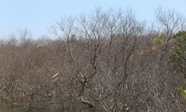 Rừng ngập mặn ở Tam Giang, huyện Núi Thành (Quảng Nam) chết hàng loạt không rõ nguyên nhân.