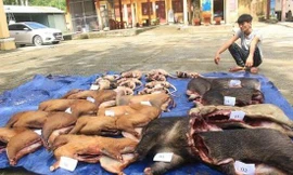 Bắt thanh niên vận chuyển hơn 250 kg thú rừng trái phép