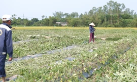 Hơn 250 ha dưa hấu của nông dân huyện Phú Ninh, tỉnh Quảng Nam bị hư hại do mưa lớn bất thường.