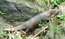 Tê tê quý hiếm bò vào nhà dân ở Hội An