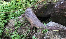 Tê tê quý hiếm mắc kẹt hàng rào nhà dân ở đảo Cù Lao Chàm