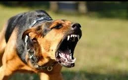 Bé 7 tuổi tử vong sau khi bị chó dại cắn