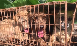 Ảnh minh hoạ, nguồn internet.