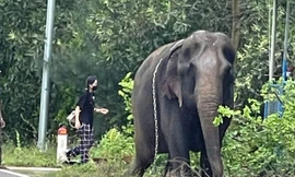 Voi lớn bất ngờ xuất hiện trên đường ở Quảng Nam