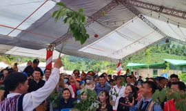 Công nhận tri thức dân gian về sâm là Di sản văn hóa phi vật thể quốc gia