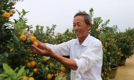 Quất Tết Hội An: Giá tăng 20% vẫn đắt hàng 