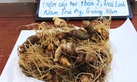 Bắt kẻ trộm 16 củ sâm Ngọc Linh trị giá hơn 170 triệu đồng