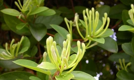 Bài thuốc phòng bệnh sốt phát ban