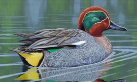 Thú chơi gia cầm bạc triệu