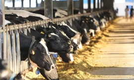 Việt Nam đặt kế hoạch tăng tổng đàn bò sữa 500 nghìn con vào năm 2020. 