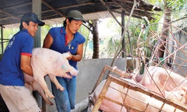 Giá lợn hơi ở một số địa phương phía Bắc đã hơn 60.000 đồng/kg.