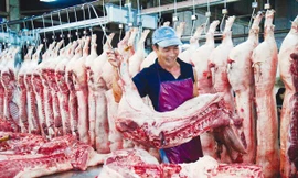 Sở NN&PTNT Hà Nội cho biết, người tiêu dùng Thủ đô thiếu hụt khoảng 90.000-100.000 tấn thịt lợn do dịch tả lợn châu Phi.