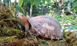 Rùa hộp bua-rê (tên khoa học là Coura bourreti) có nguy cơ tuyệt diệt