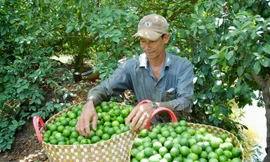 Năm 2018, do giá chanh xuống thấp, nhiều hộ dân đã chặt cây chanh làm củi