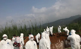 Diễn tập phòng và ngăn chặn bệnh dịch tả lợn châu Phi xâm nhiễm vào Việt Nam tại Lào Cai