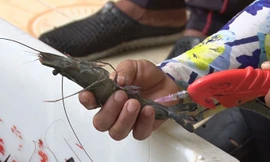 Phó Thủ tướng yêu cầu Bộ Công an tiếp tục chỉ đạo hệ thống, phối hợp điều tra triệt phá dứt điểm các đối tượng, cơ sở bơm tạp chất vào tôm nguyên liệu.