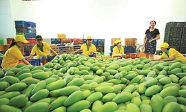 Xoài là một trong những mặt hàng sẽ bị EU kiểm dịch chặt chẽ từ ngày 1/9/2019