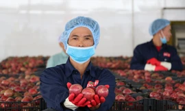 Thúc đẩy công nghiệp chế biến là một trong những khâu để nâng cao giá trị nông sản Việt Nam trong thời gian tới.