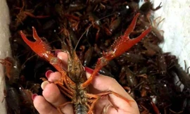 Bộ NN&PTNT cho biết, tôm càng đỏ là loài sinh vật ngoại lai xâm hại, việc kinh doanh buôn bán ở Việt Nam là vi phạm pháp luật.