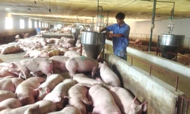 Theo Bộ trưởng NN&PTNT Nguyễn Xuân Cường, doanh nghiệp phải đóng vai trò dẫn dắt về giá, quá trình tái đàn đàn lợn cả nước