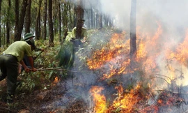 Nắng nóng gay gắt và hanh khô diễn ra trên diện rộng, nguy cơ cháy rừng rất cao tại nhiều địa phương
