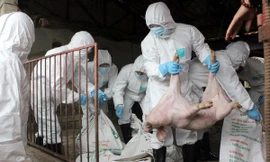 Việt Nam đã tiêu hủy trên 1,5 triệu con lợn do dịch tả lợn châu Phi