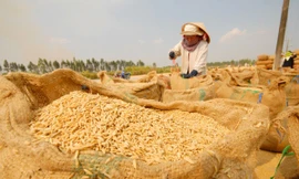 Sản xuất, xuất khẩu gạo Việt Nam đang áp lực do cung lớn, thị trường tiêu thụ khó khăn