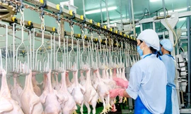 Do tiềm năng xuất khẩu vào thị trường Nhật Bản rất lớn nên một số công ty đã có kế hoạch xây dựng thêm nhà máy giết mổ, chế biến gia cầm với quy mô và công suất lớn hơn để xuất vào thị trường này.