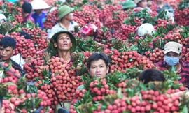 Vải thiều có cơ hội xuất khẩu sang thị trường Nhật Bản vào năm 2020
