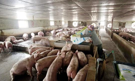 Bộ NN&PTNT lưu ý các địa phương tái đàn cần đảm bảo an toàn sinh học