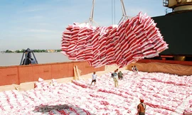 Giá gạo xuất khẩu của Việt Nam đang ở mức thấp nhất trong hơn chục năm qua