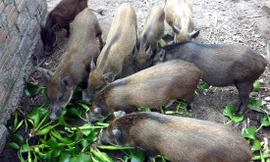 Thông tư 02 của Bộ NN&PTNT dù mới ban hành đã nảy sinh một số bất cập, như quy định "lợn không được ăn cây buối, bèo tây"... phải sửa đổi, bổ sung.