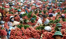 Thương nhân Trung Quốc ùn ùn tới vựa vải thiều lớn nhất Việt Nam
