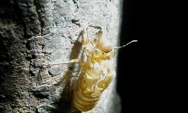 Ðông y chữa bệnh chàm