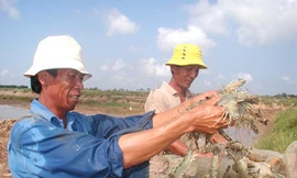 Hai bộ vênh nhau về tôm thẻ chân trắng