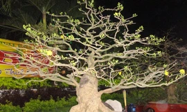 Mai 'đại gia' 1,5 tỷ xuống ...200 triệu