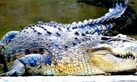Cá sấu tấn công, ăn thịt bé trai 14 tuổi