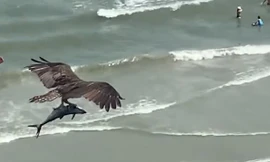 Chim khổng lồ dùng móng vuốt bắt cá lớn trên biển, bay lượn thật ngoạn mục