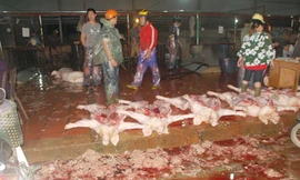 Nhiều điểm giết mổ gia súc ở Hà Nội không đảm bảo vệ sinh Ảnh: Phạm Anh