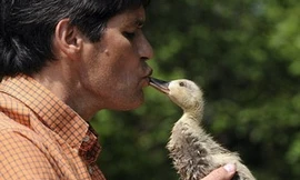 'Bà mẹ bất đắc dĩ' của tám chú vịt con